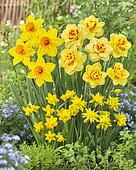 Narcissus mixed