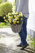 Narcissus Mrs Iwasa Masako