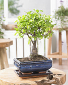 Zelkova bonsai