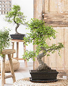 Zelkova bonsai
