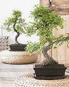 Zelkova bonsai
