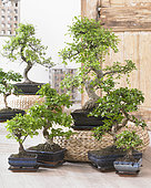 Bonsai collection
