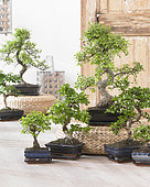 Bonsai collection