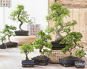 Bonsai collection