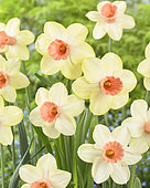 Narcissus Melodia d'Amore