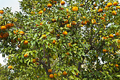 Bitter orange, also known as Seville orange, sour orange, bigarade orange, and marmalade orange, (Citrus aurantium), the garden les Cèdres(Cedars), Saint-Jean-Cap-Ferrat, Alpes-Maritimes, France