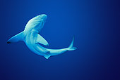 Jeune Requin bordé (Carcharhinus limbatus), Ile Cocos, Costa Rica, Océan Pacifique