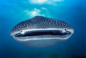 Mouth of Whale Shark (Rhincodon typus), West Australia, Ningaloo Reef - Indian Ocean.