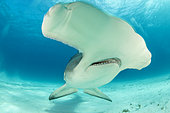Grand requin-marteau (Sphyrna mokarran) nageant sur un fond sablonneux, South Bimini, Bahamas. Sanctuaire national des requins des Bahamas, Océan Atlantique Ouest.