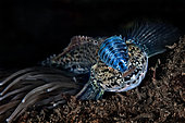 A small goby (Gobiidae sp), with the bad guest Isopod (Anilocra sp), Tyrrhenian Sea