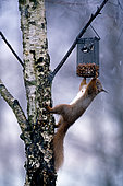 Red Squirrel (Sciurus vulgaris) and Coal Tit (Parus ater) on garden nut feeder, Scotland, winter