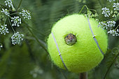 Harvest Mouse (Micromys minutus) using tennis ball as nest on nature reserve, Norfolk, June