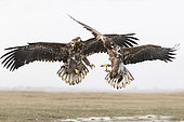 White-tailed eagle (Haliaeetus albicilla) Eagle fighting, Hungary