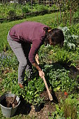 Woman planting wild companion plants