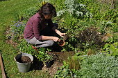 Woman planting wild companion plants