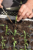 Replanting wild companion plants into a cell tray