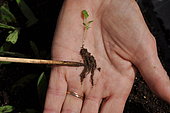 Wild companion plant seedling prior to replanting