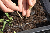 Replanting wild companion plants into a cell tray