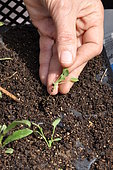 Replanting wild companion plants into a cell tray