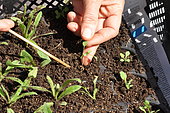 Replanting wild companion plants into a cell tray