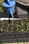 Watering wild companion plants after replanting into a cell tray
