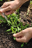 Replanting wild companion plants