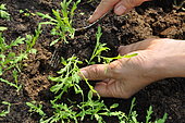 Replanting wild companion plants