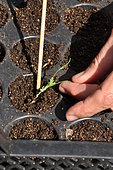Replanting wild companion plants into a cell tray