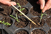 Replanting wild companion plants into a cell tray