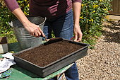 Sowing wild companion plants in a tray
