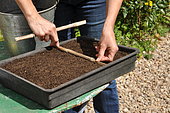 Sowing wild companion plants in a tray