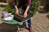 Sowing wild companion plants in a tray