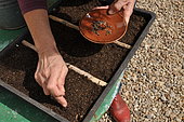 Sowing wild companion plants in a tray