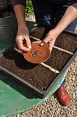 Sowing wild companion plants in a tray