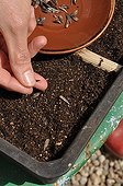 Sowing wild companion plants in a tray