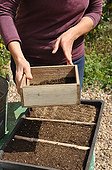 Sowing wild companion plants in a tray