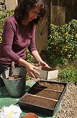Sowing wild companion plants in a tray