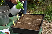 Sowing wild companion plants in a tray