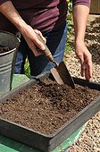 Sowing wild companion plants in a tray