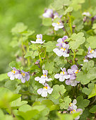Cymbalaria muralis