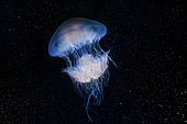 Nomad jellyfish (Rhopilema nomadica), Mozambique