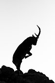 Spanish ibex (Capra pyrenaica), Silhouette standing on rock, Guadarrama National Park, Spain