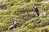 Spanish ibex (Capra pyrenaica), males fighting, Guadarrama National Park, Spain