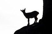Spanish ibex (Capra pyrenaica), Silhouette en rock, Guadarrama National Park, Spain