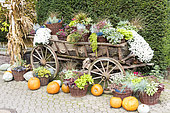 Cart decorated for Halloween in autumn, Germany.