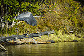 Great Blue Heron (Ardea herodias) in flight away in autumn, Chilcotin Mountains, Rocky Mountains, British Columbia, Canada
