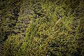 Osprey (Pandion haliaetus) landing on a tree in a coniferous forest in autumn, Chilcotin Mountains, Rocky Mountains, British Columbia, Canada