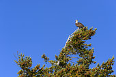 Osprey (Pandion haliaetus) on a tree in a coniferous forest in autumn, Chilcotin Mountains, Rocky Mountains, British Columbia, Canada
