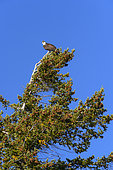 Osprey (Pandion haliaetus) on a tree in a coniferous forest in autumn, Chilcotin Mountains, Rocky Mountains, British Columbia, Canada