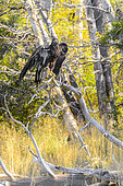 Bald Eagle (Haliaeetus leucocephalus) immature, on a dead tree in autumn, Chilcotin Mountains, Rocky Mountains, British Columbia, Canada